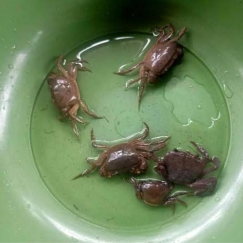 Gambar kepiting sawah yuyu dari tamanhiasbogor undefined Tokopedia