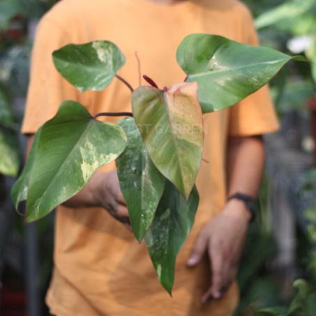 Gambar Philodendron Strawberry Shake Variegata Tanaman Hias - 2 dari FEST GARDEN undefined 2 Tokopedia