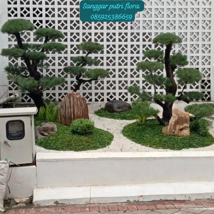 Gambar TAMAN KERING PAKE BONSAI CEMARA UDANG 2 DAN PAKE RUMPUT GAJA MINI DAN BATU BLONDOS API FOSIL dari Sanggar Dhira flora undefined Tokopedia