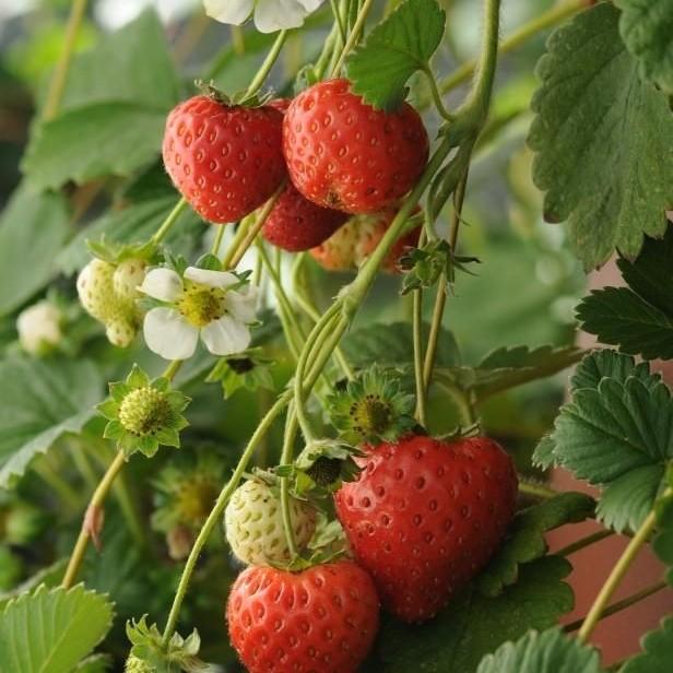 Gambar 33. Tanaman Buah Strawberry dari JECK GARDEN undefined Tokopedia