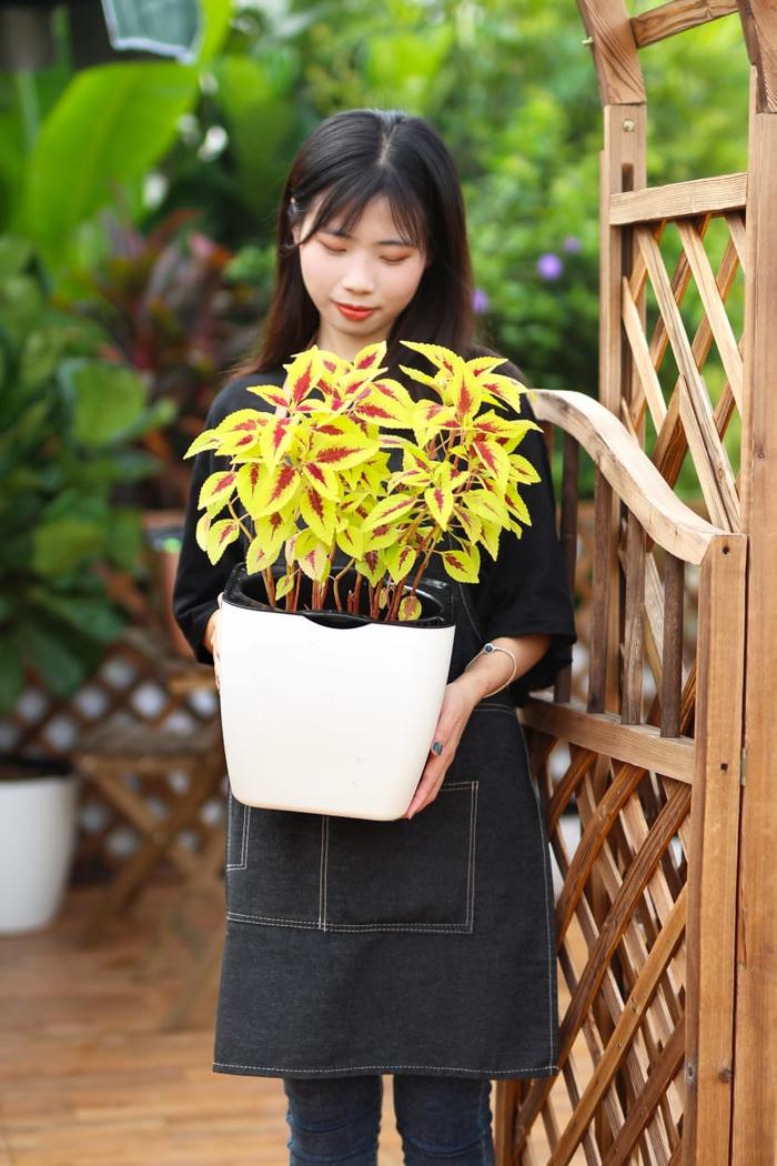 Gambar POT TANAMAN OTOMATIS - SELF WATERING POT - OLZ - G113 dari Handigofarm undefined Tokopedia