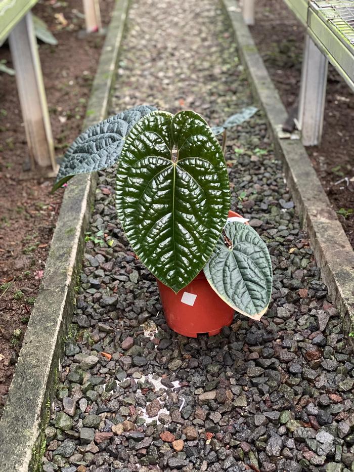 Gambar anthurium luxurians - B dari Apexfarmhouse undefined Tokopedia