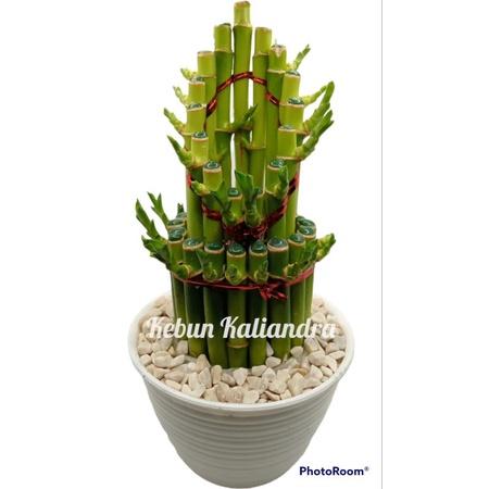 Gambar Bambu Hoki Lengkap - batu+metan+pot+batu - pagoda dari Kaliandra 2 undefined 4 Tokopedia