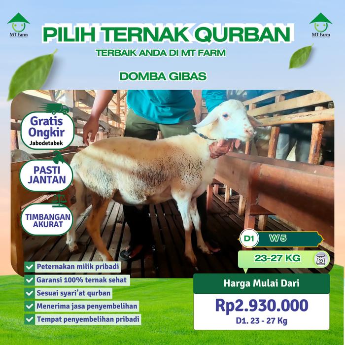 Gambar Hewan Qurban Domba Gibas/Tanpa Tanduk Hewan Kurban Sehat MT Farm - DD1 23-27 kg dari OUTLET MT FARM BOGOR undefined Tokopedia