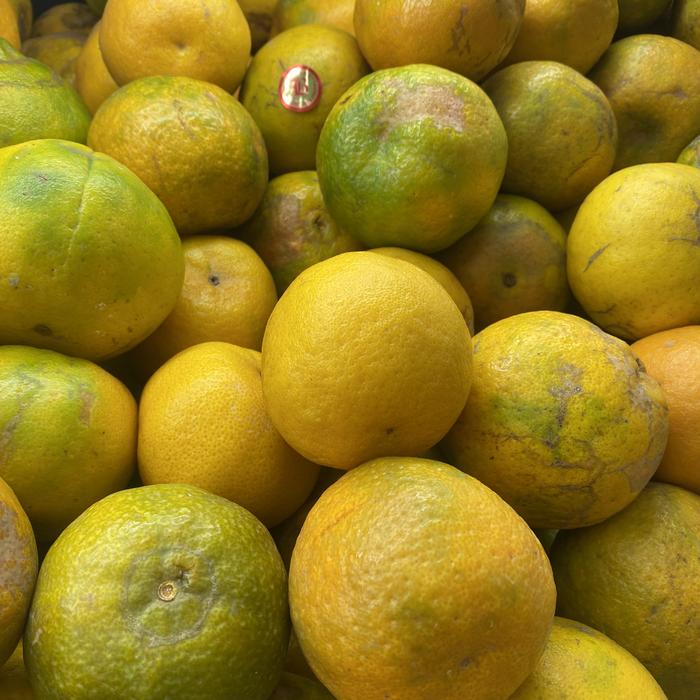 Gambar Buah jeruk keprok manis banyak air 1 kg dari Happy fruit jakarta undefined Tokopedia
