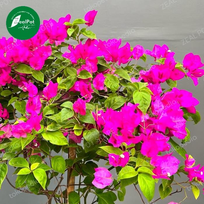 Gambar tanaman hias bunga kertas Bougenvill- bunga kertas Bougenville orange - Ungu, Ekspedisi NoPot dari Zealpot Store undefined Tokopedia