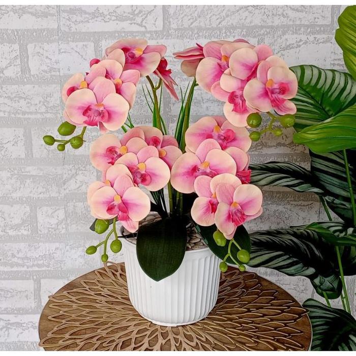 Gambar Ready bunga anggrek latex cabang dua pot garis//bunga anggrek - Peach, M dari mizushop26 undefined Tokopedia