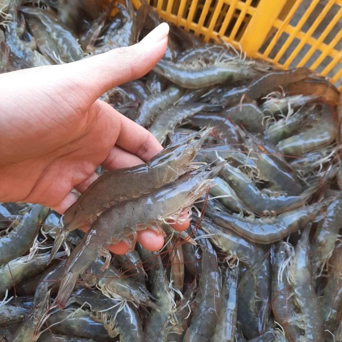 Gambar Udang Vaname Size 70 Segar Fresh 1 KG Langsung dari Tambak / Frozen - 1kg dari Alete Seafood undefined Tokopedia