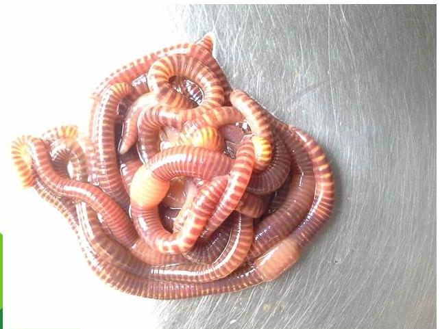 Gambar cacing lumbricus rubellus hidup dari Giii Store undefined Tokopedia