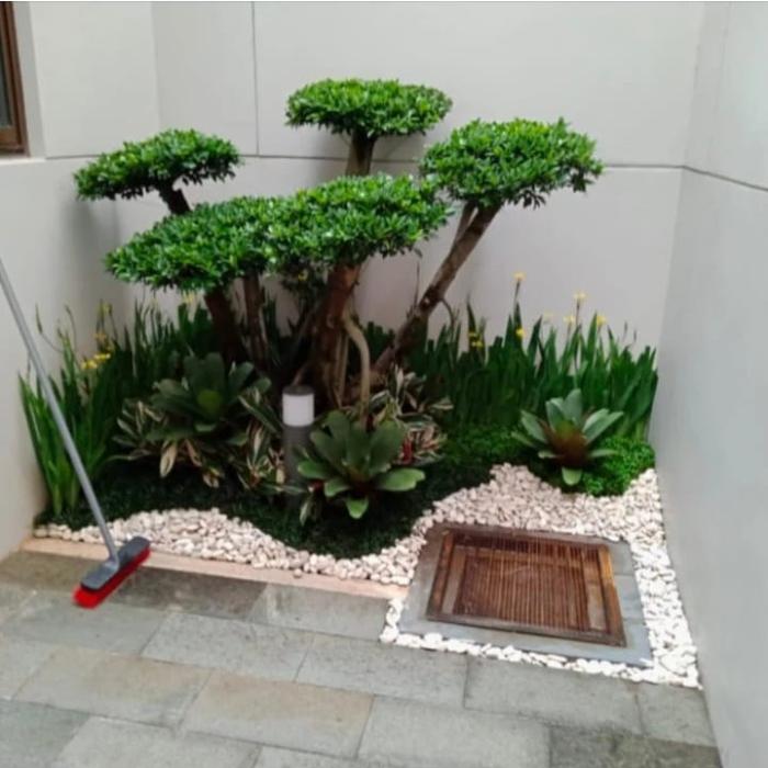 Gambar taman belakang rumah bonsai elegan di...puri kembangan Jakarta.. dari Flora Hafiz zalubna undefined Tokopedia