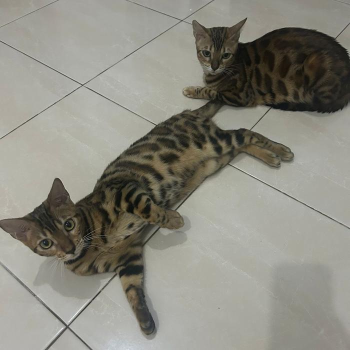 Gambar Kucing Bengal Kitten / anakan kucing bengal asli dari Parrot Exotic undefined Tokopedia