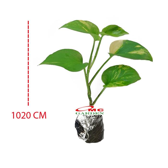 Gambar Srigading Sri Gading Sirih Gading Hijau Kuning Varigata Golden Silver Ungu Centong Philodendron Philo Brazil Marble Queen Bibit Tanaman Hias Air 1020 - Hijau dari OMC-Shop undefined Tokopedia