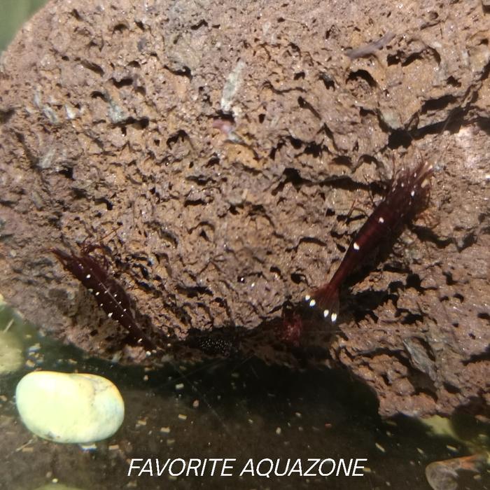 Gambar three spot sulawesi shrimp / udang sule hiasan aquarium dari Favorite AQUAZONE undefined Tokopedia