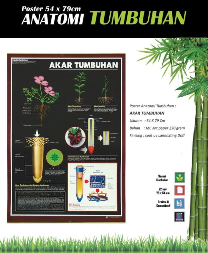 Jual Poster Anatomi Tumbuhan (Akar Tumbuhan) - Jakarta Selatan - Sarana