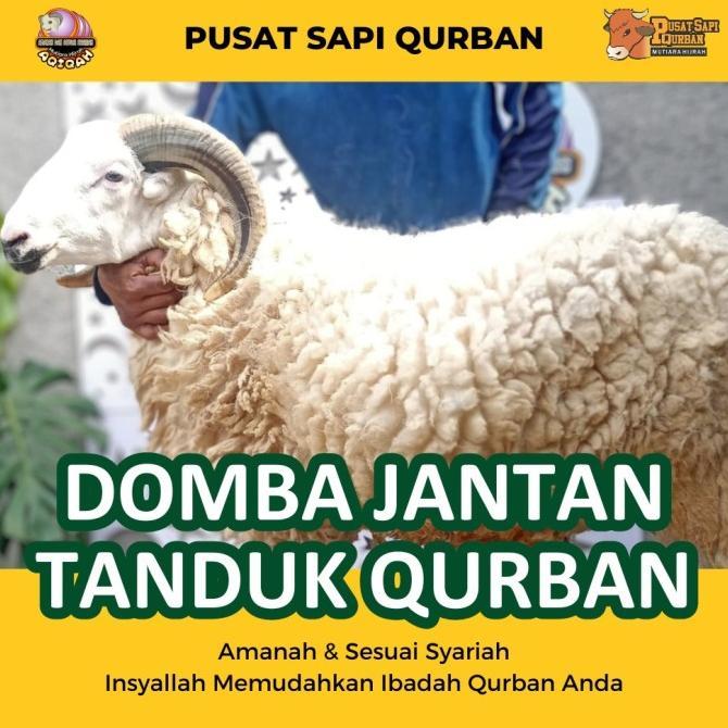 Gambar DOMBA JANTAN TANDUK QURBAN - Mutiara Hijrah Farm - Q. KIRIM HIDUP, KD. 5 | 25-27KG dari Lapak Kuliner ID undefined Tokopedia