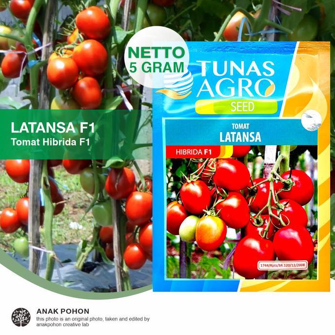 Gambar - (1 PACK) BENIH TOMAT MERAH LATANSA F1 HIBRIDA SEEDS - TUNAS AGRO SEED // - REGPOUCH 5 GRAM dari KUTOJAYA store undefined Tokopedia