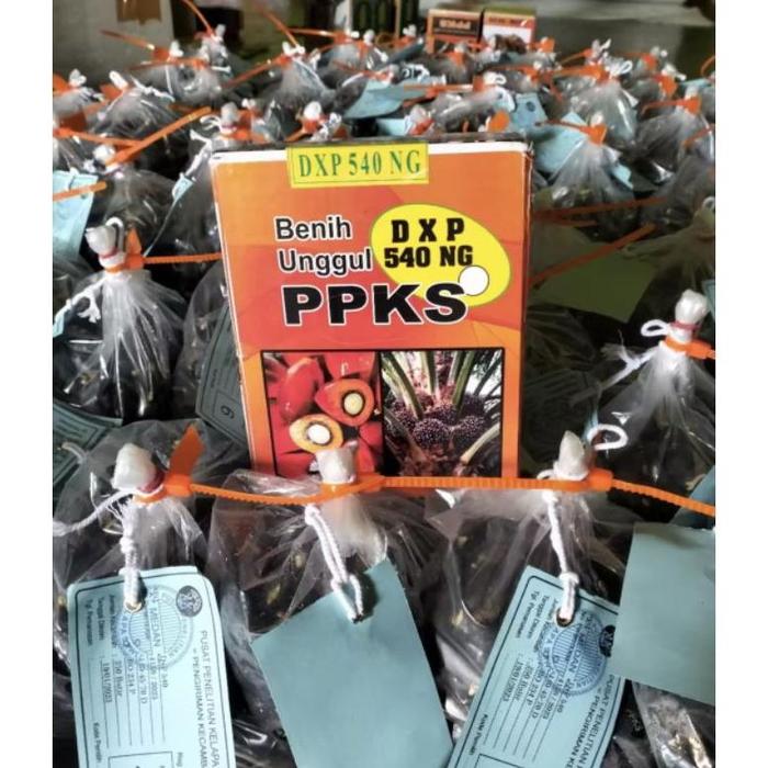 Gambar _ MACAM2 BENIH SAWIT PPKS UNGUL ASLI MEDAN ISI 250 DAN 150 BUTIR _- - PPKS 540, 150+5 BUTIR dari PETANI IDN undefined Tokopedia