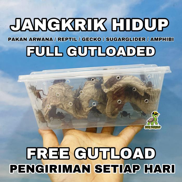 Gambar JANGKRIK HIDUP FULL GUTLOAD PAKAN REPTIL GECKO ARWANA SUGARGLIDER KODOK PACMAN - 25GRAM dari XDR TURTLE undefined Tokopedia