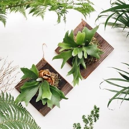 Gambar BARU WOOD WALL PLANTER MOUNT - 46CM MEDIA TANAM TEMPEL DINDING HOME DECOR dari BAKOEL WALPAPER undefined Tokopedia
