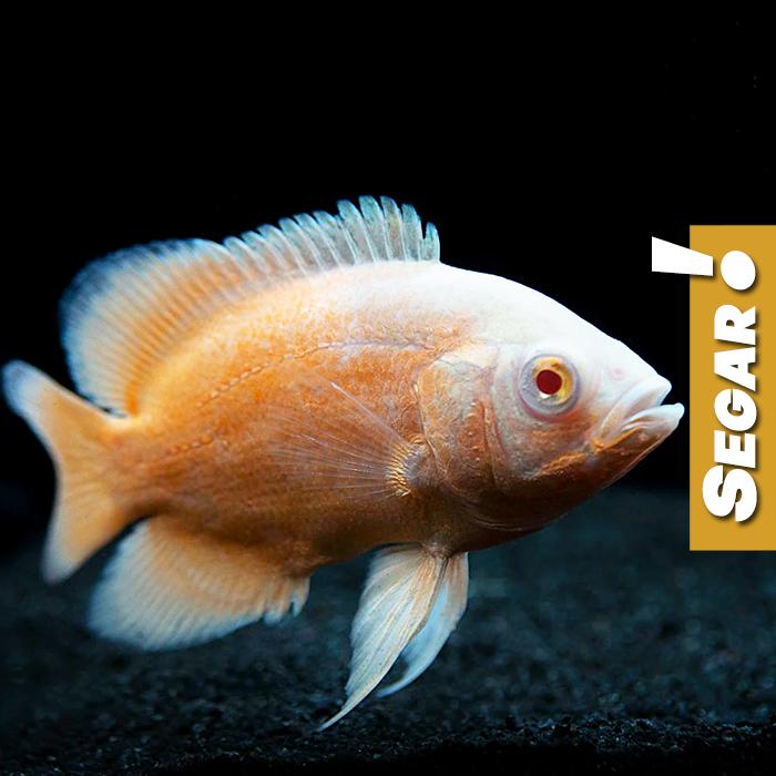 Gambar Oscar Paris Albino (M) Grade A Ikan Hias Predator Hiasan Aquarium Aquascape dari mybigbox undefined Tokopedia