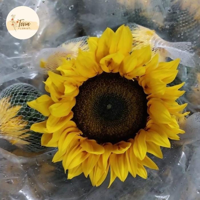 Gambar Bunga Matahari Fresh - Import, 10 tangkai dari Tevia Florist undefined Tokopedia