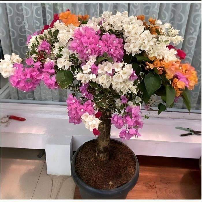 Gambar TANAMAN HIAS BUGENVIL BUNGA KERTAS 5-6 WARNA//BOUGENVILLE BUNGA KERTAS - NO.11 dari NATAFLORASTORE undefined Tokopedia