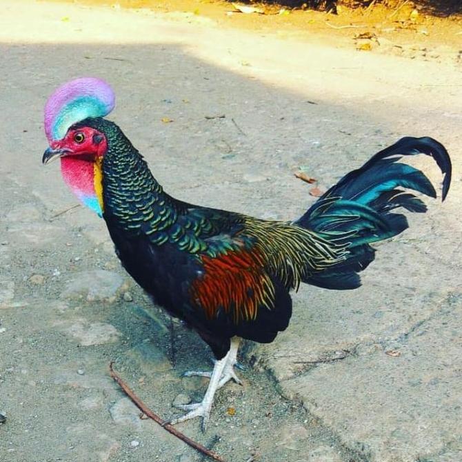 Gambar Telur Ayam Hutan X Jawa Bekisar Fertil Asli Untuk Ternak - HUTAN dari Caki PetShop undefined Tokopedia