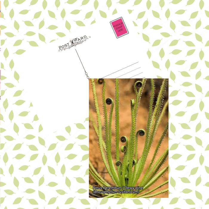 Gambar MC- Kartu pos kartupos Tanaman Pemakan Serangga / Carnivorous Insect Butterfly Beetle Plant / Insectivora Postcard - Pinus berembun dari freesia 99 undefined Tokopedia