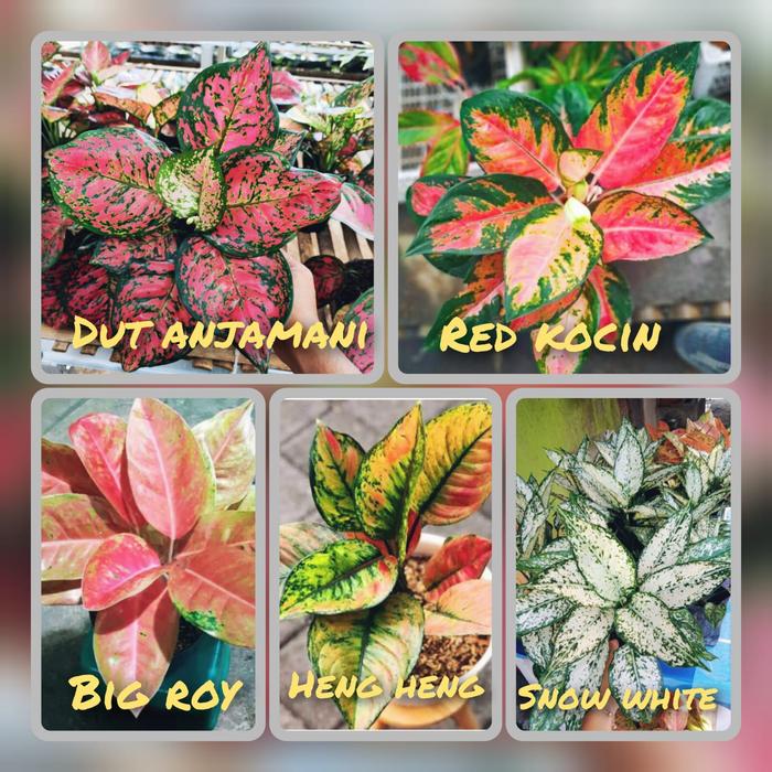 Gambar GROSIR paket 5 bunga termurah aglonema lokal dari Azalea Garden Metro Lampung undefined Tokopedia