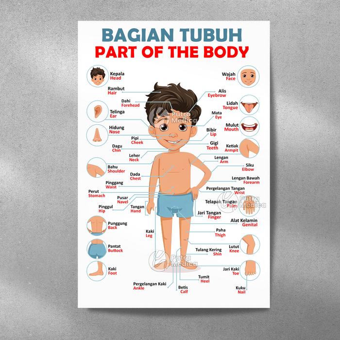 Gambar Poster Bagian Tubuh Manusia A3+ / Parts Of The Body / Gambar Edukasi - Anak Laki-Laki dari Putra Medica Official undefined Tokopedia
