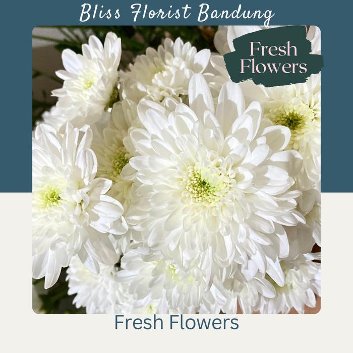 Gambar Bunga aster asli/tangkai_bucket wisuda_bucket valentine murah Bandung - Putih dari Bliss floristBandung undefined Tokopedia