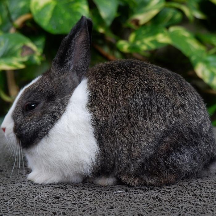 Gambar Kelinci Hias Dutch (KKrabbit Yogyakarta) dari KoaKa Petshop undefined Tokopedia