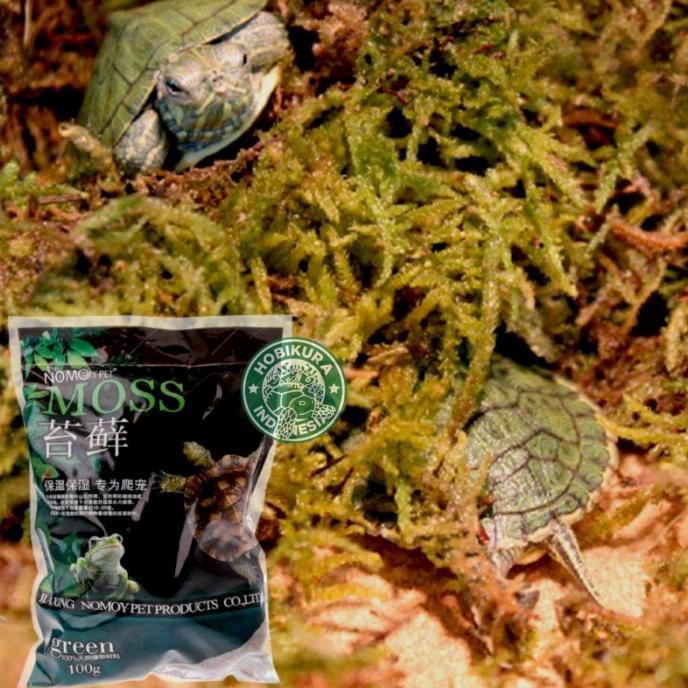 Gambar Forest Moss 100 Grm Alas Kandang Bedding Hewan Reptil Nomoy NC-01 Best seller/Harga Terjangkau dari Rajawala Farm undefined Tokopedia