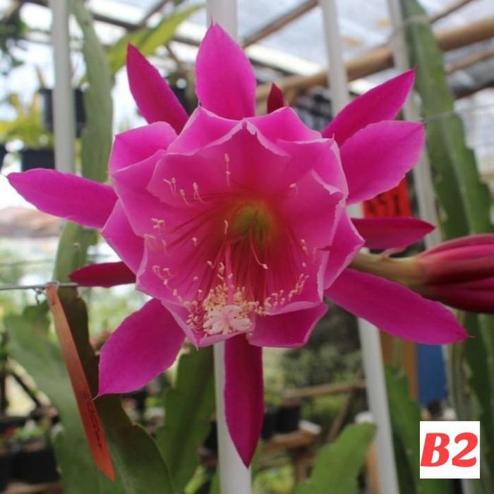 Gambar TANAMAN HIAS WIJAYA KUSUMA-bunga Warna/Warni//WIJAYA - B2 dari NATAFLORASTORE undefined Tokopedia