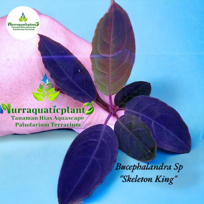 Bucephalandra sp.King rainbow purple Bucephalandra Deep Purple