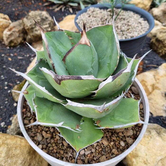 アガベ Agave titanota Hades 129 🌿Agave titanota 'Hades'② 少し前