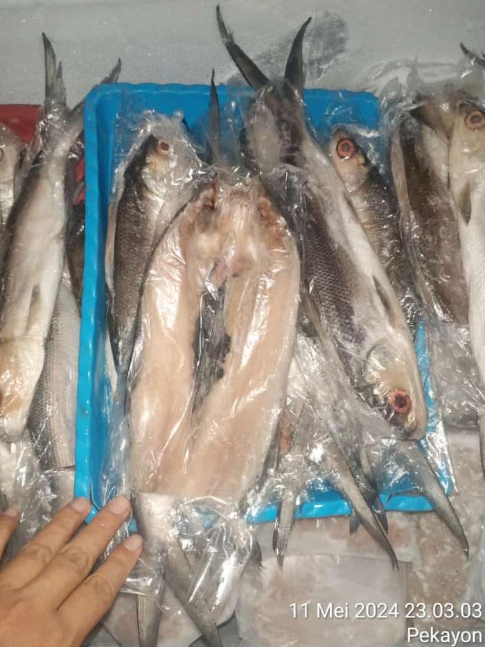 Gambar Bandeng Tanpa Duri 200gr Batari 200gr Ikan Bandeng Cabut Duri 200gr Frozen Fish 200gr Frozen Food 200gr dari Sadam Batari undefined Tokopedia