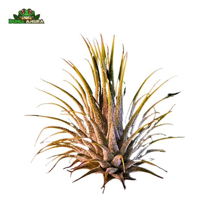Gambar Tanaman Vivarium Tillandsia - Air plant - Ion.Stricta dari Dunia Anura 99 undefined Tokopedia
