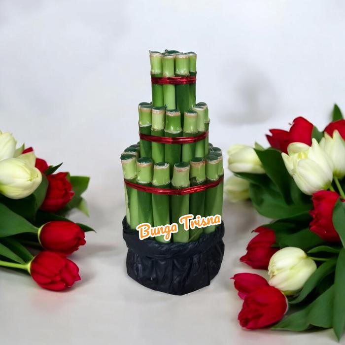 Gambar Tanaman hias bambu hoki / Bambu keberuntungan/ Bambu Rejeki/ Bambu Lucky - 3 Susun dari BUNGA TRISNA 98 undefined Tokopedia
