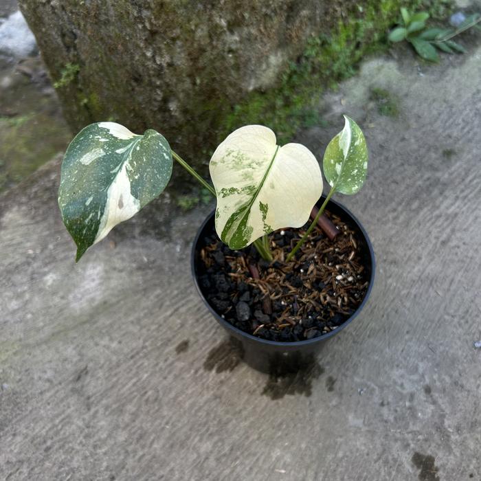 超希少】Monstera Legacy Variegata レガシー Jual Monstera