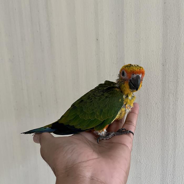 Baby Parrot Shop Near Me Baby Quaker Talking Parrots