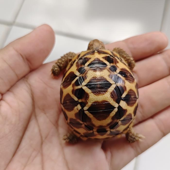 Gambar Kura Kura Indian Star Istar 5cm dari Ai-Pets undefined Tokopedia