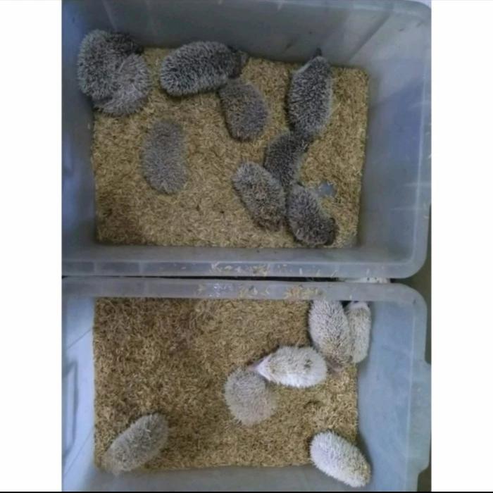 Gambar Landak mini anakan berbagai jenis warna - Random dari Exigo Rabbitry undefined Tokopedia