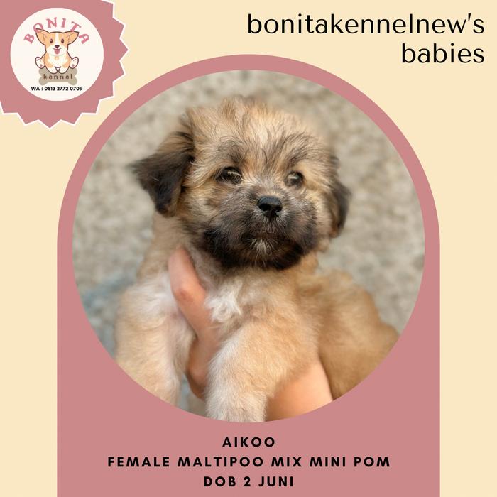 Premier Pups Cheap Tiny Dogs For Sale Pomeranian X Poodle