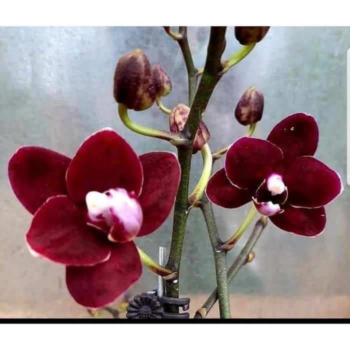 Gambar Anggrek bulan black maroon dewasa dari KAVINTAMANSTORE undefined Tokopedia