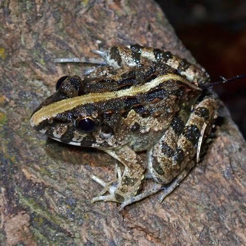 Gambar KATAK SAWAH ATAU BANCET HIDUP UNTUK PAKAN PREDATOR dari Robby Reptile undefined Tokopedia