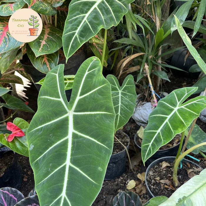 Gambar keladi neon frydek tanaman hias Surabaya barat - In POt dari Tanaman Cici Surabaya undefined Tokopedia