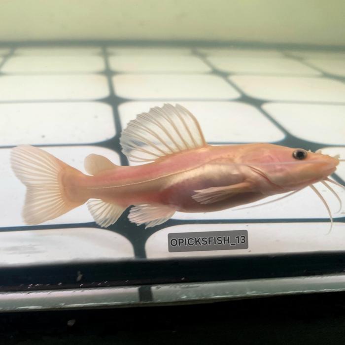 Gambar rtc phantom/phantom rtc 20CM dari MFA_AQUATIC undefined Tokopedia