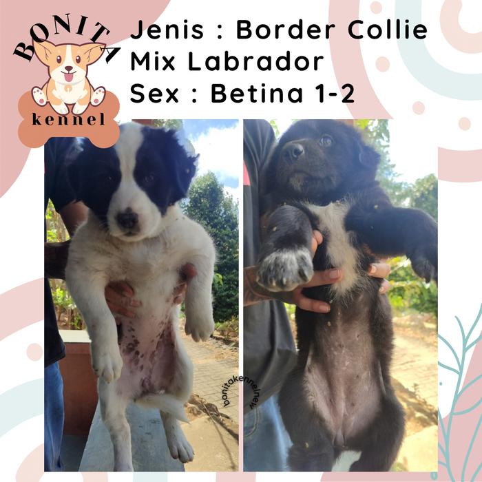 Jual Border Collie Mix Labrador Retriever Jantan Betina Anjing Collie