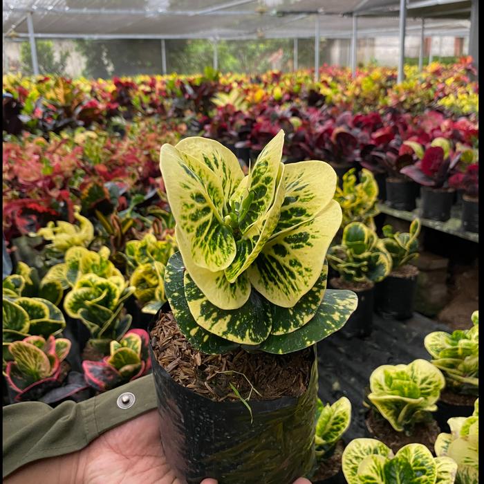 Gambar ( GARANSI KERUSAKAN ) Tanaman hias hidup Puring Busarin daun lebar - Croton import thailand - Yellow Giant dari Florist Kediri Raya undefined Tokopedia